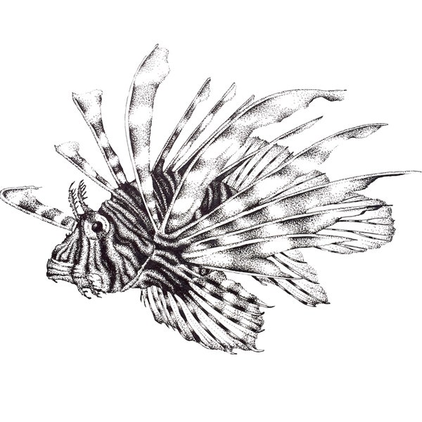 Lionfish