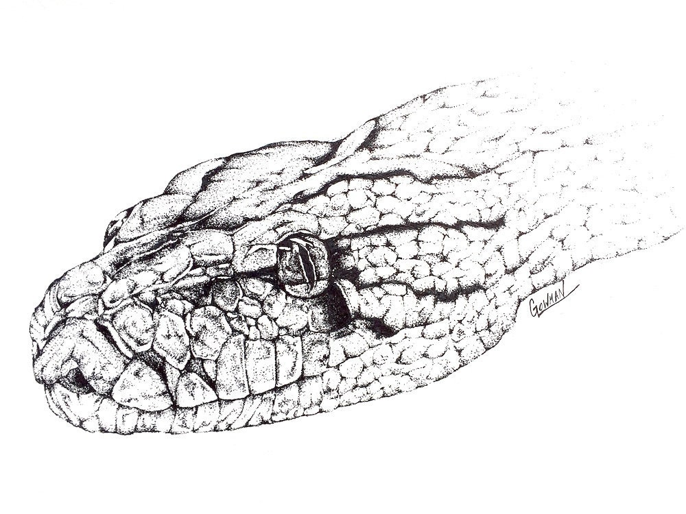 ORIGINAL Python Snake Drawing Pen and Ink | Etsy