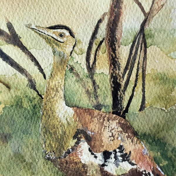 Australian Bustard Australie oiseau aquarelle peinture imprimer carte de voeux carte de voeux carte de voeux 4 " x 6 " et 5 " x 7 " tailles