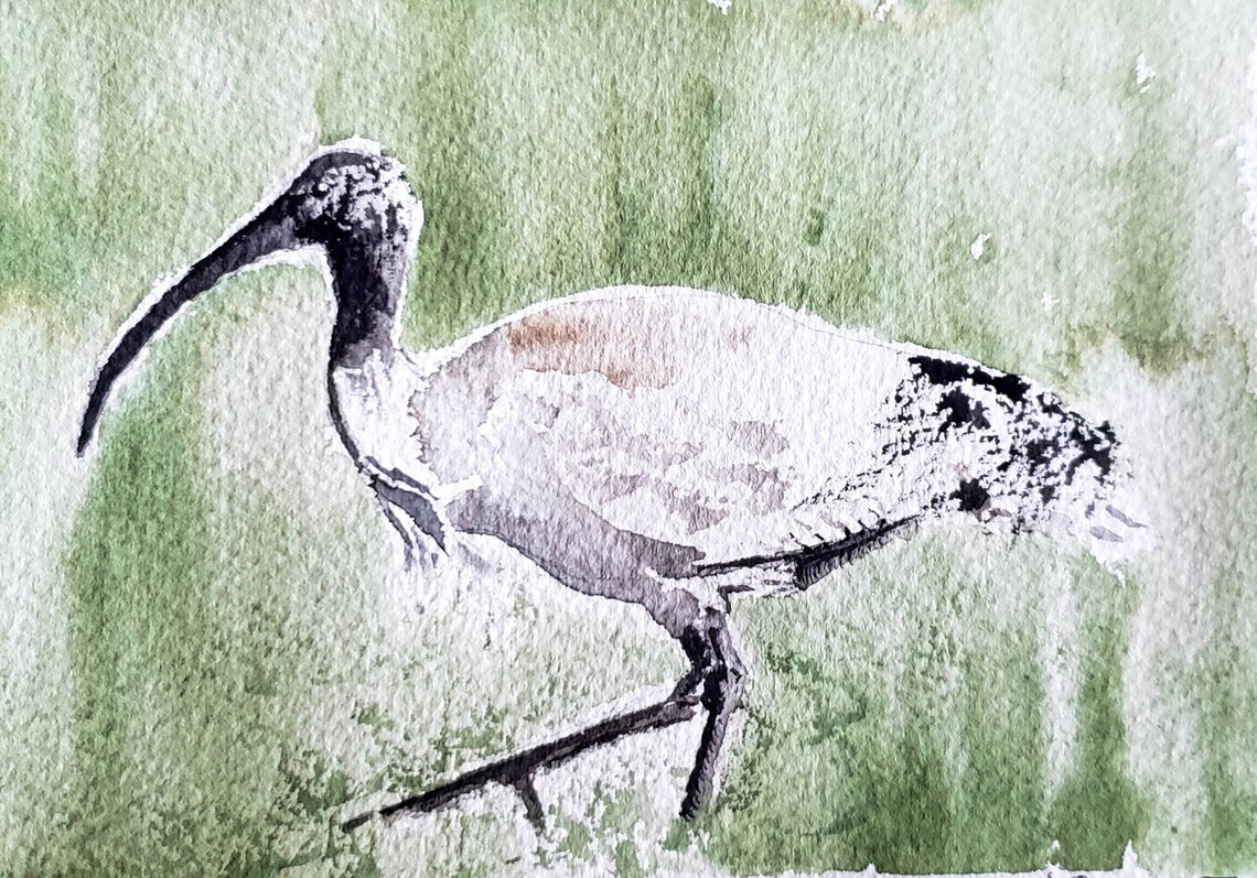 Australian Ibis Bird Watercolor Painting Print Blank Stationery