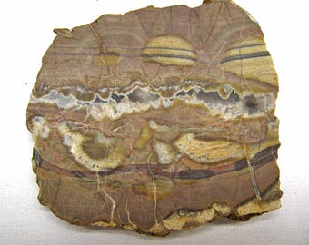 2 TURTELLA LAPIDARY SLABS * Fossils * diy jewelry * jewelry supply * tolpa * mineral specimens cabochon making * cabochon supplies* lapidary