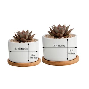Create Your Own Custom Personalized Message Text Succulent Flower Pot Birthday Gift Friend Gift Thank You Gift Christmas Gift Custom Quote image 3