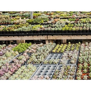 May include: A large collection of various succulent plants arranged in rows on wooden shelves and in plastic nursery trays. The plants display a wide range of colors including shades of green, light pink, purple, and grey, with diverse leaf shapes.