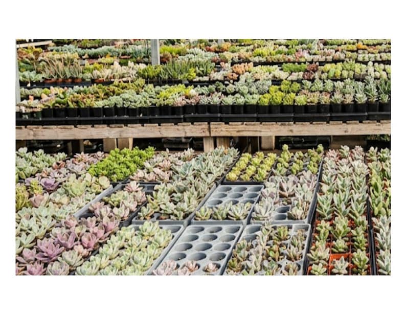May include: A large collection of various succulent plants arranged in rows on wooden shelves and in plastic nursery trays. The plants display a wide range of colors including shades of green, light pink, purple, and grey, with diverse leaf shapes.
