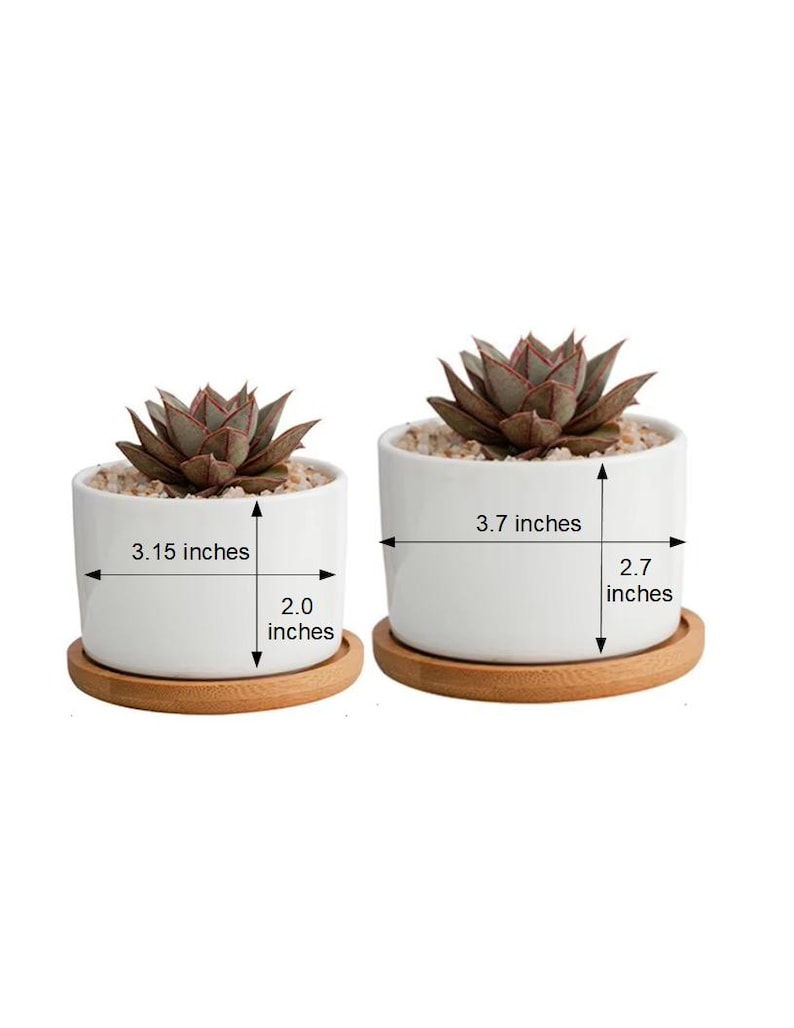 May include: Two white cylindrical ceramic planters with wooden saucers, each containing a succulent plant in light-colored soil. The smaller planter measures 3.15 inches wide by 2.0 inches high, and the larger planter measures 3.7 inches wide by 2.7 inches high.