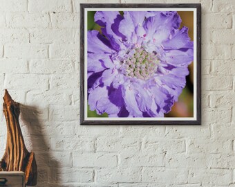 purple flowers, gardens, natural art, nature photography, flower photography, massachusetts, new england photography, fine art print