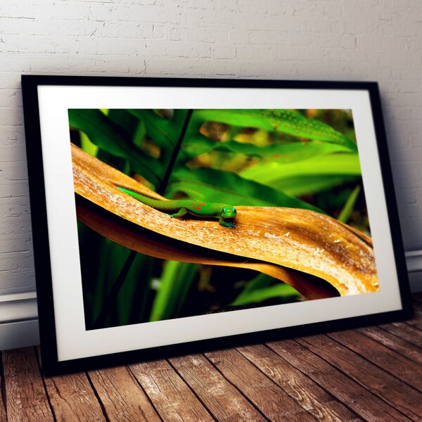 gecko, lizard, reptile, kauai, hawaii, photography, fine art print