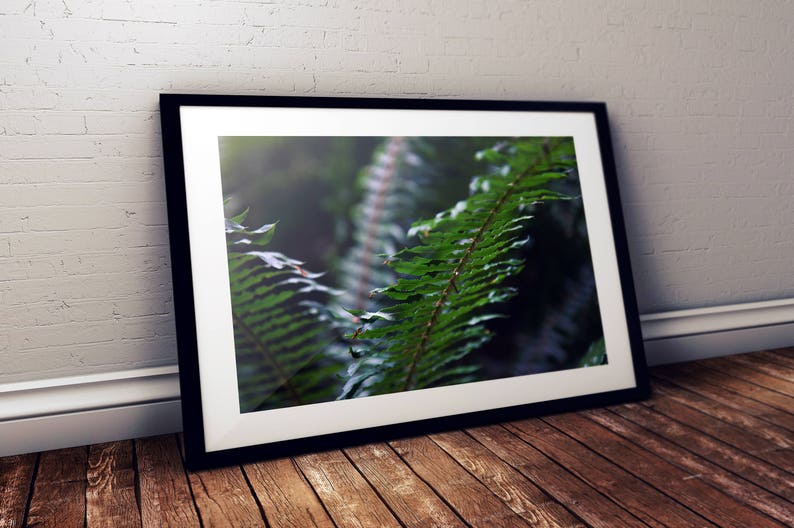 fern, greenery, flora, redwood forest, california, oregon, pacific northwest, rainforest, nature, moody, travel photography, fine art print image 1