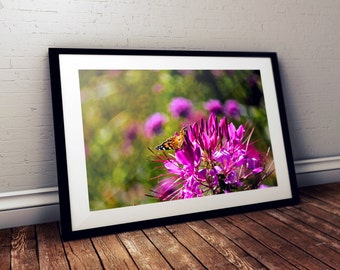 cleome, butterfly, bokeh, thornton burgess society, garden, east sandwich, cape cod, massachusetts, new england, photography, fine art print