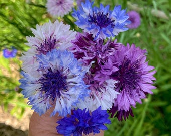Elsa’s Mix Tall Bachelor Button Cornflower Heirloom Edible Flower Wildflower Seeds