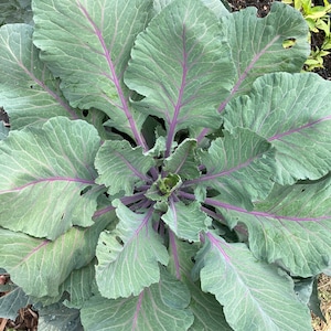 May include: A close-up of a large, green leafy plant with purple veins. The plant has many leaves that are arranged in a circular pattern.