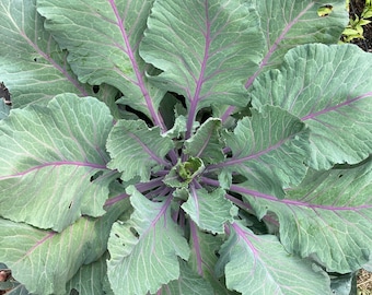 Ole Timey Blue Collards Heirloom Vegetable Collard Cabbage Seeds