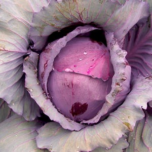 Red Acre Cabbage Heirloom Vegetable Seeds