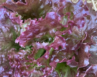 Red Sails Loose Leaf Heirloom Lettuce Seeds