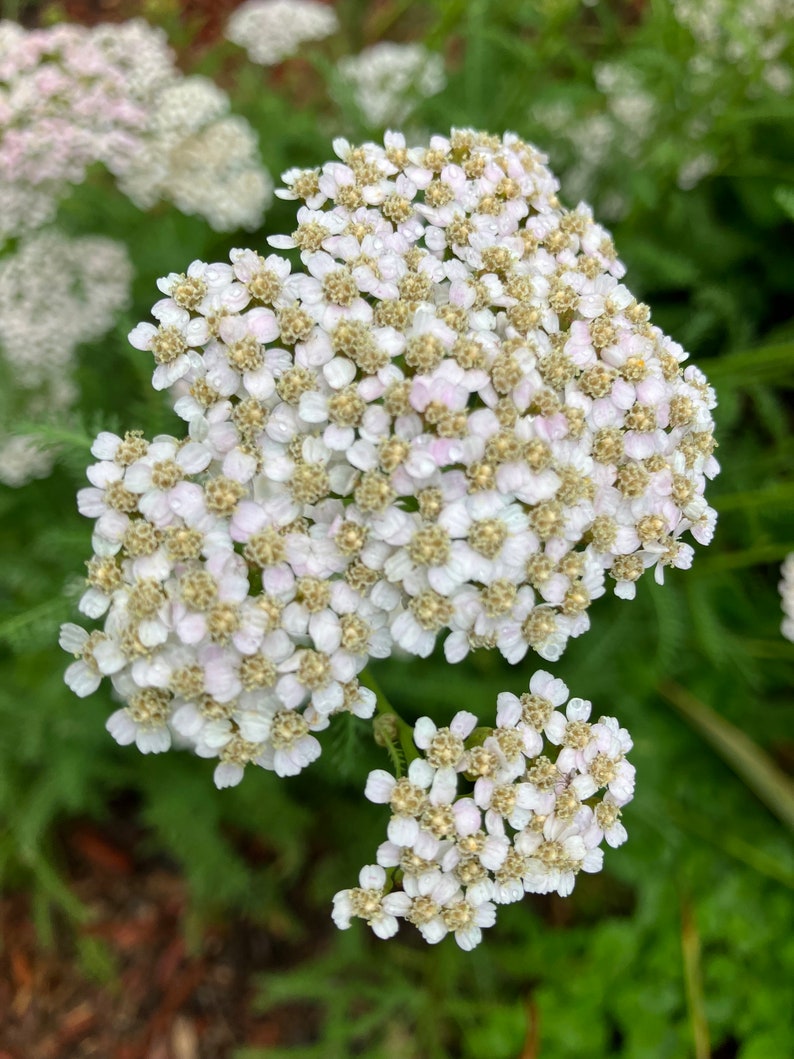 Western White Yarrow Native Heirloom Perennial Wildflower Seeds ...