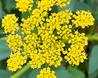 Golden Alexanders Zizia aurea Native Perennial Wildflower Seeds