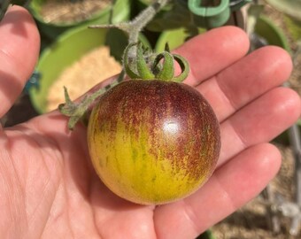 Wooly Kate Large Cherry Tomato Seeds