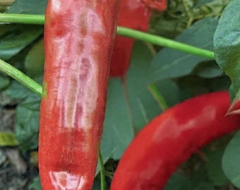 Big Jim Jalapeno Pepper Heirloom Vegetable Seeds