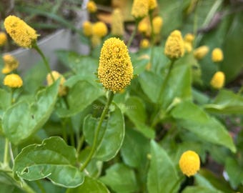 Toothache Plant Acmella oleracea Heirloom Flower Herb Seeds