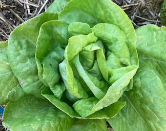 Butter King Butterhead Heirloom Lettuce Seeds