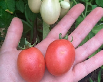 Thai Pink Egg Heirloom Tomato Seeds