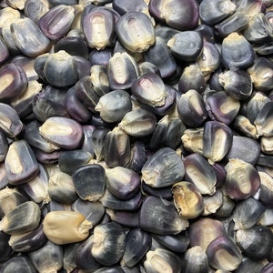 Ohio Blue Clarage Dual Purpose Sweet Dent Corn Heirloom Vegetable Seed
