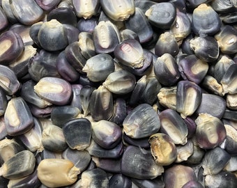 May include: A close-up view of a pile of blue corn kernels. The kernels are a deep blue color with a slight purple hue. Some of the kernels are cracked open, revealing the white interior.