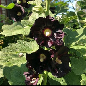 Black Hollyhock Heirloom Seeds