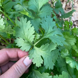 Rak Tamachat Cilantro Heirloom Herb Seeds