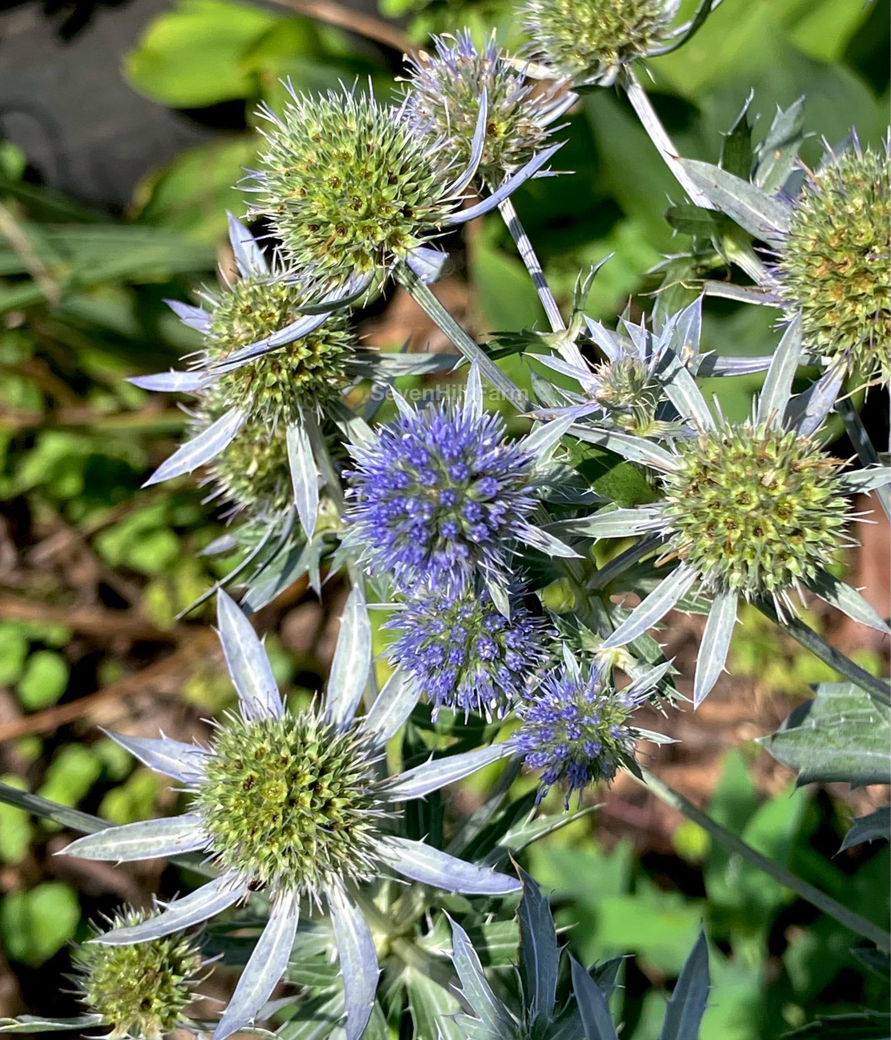 Eryngium Blue Sea Holly Heirloom Seeds - Etsy