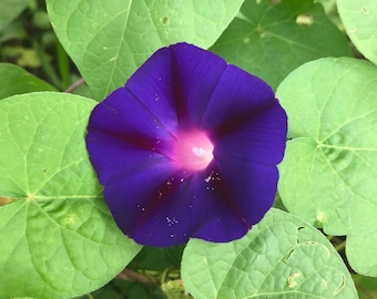 May include: A vibrant purple morning glory flower with a pink center, blooming against a backdrop of lush green leaves.