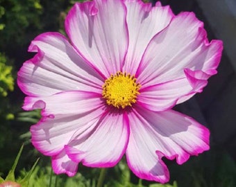 Pink Picotee Heirloom Flower Wildflower Tall Easy to Grow Seeds