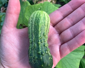 Sumter Pickling Mini Cucumber Heirloom Vegetable Seeds