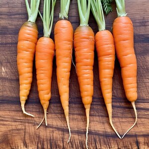 Scarlet Nantes Heirloom Carrot Vegetable Seeds