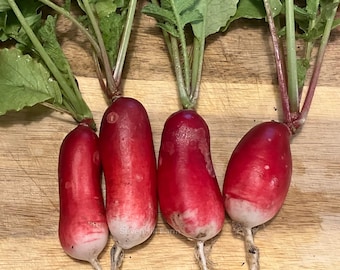 French Breakfast Heirloom Radish Seeds