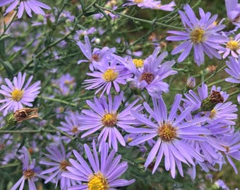 Smooth Blue Aster (Aster Laevis) Native Perennial Wildflower Seeds