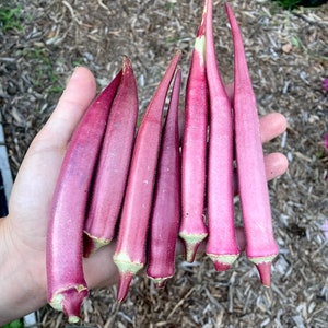 Okinawa Pink Okra Heirloom Vegetable Seeds
