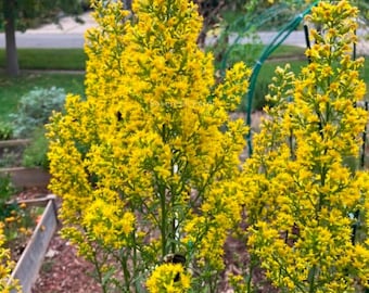 Showy Goldenrod Solidago speciosa Perennial Wildflower Seeds
