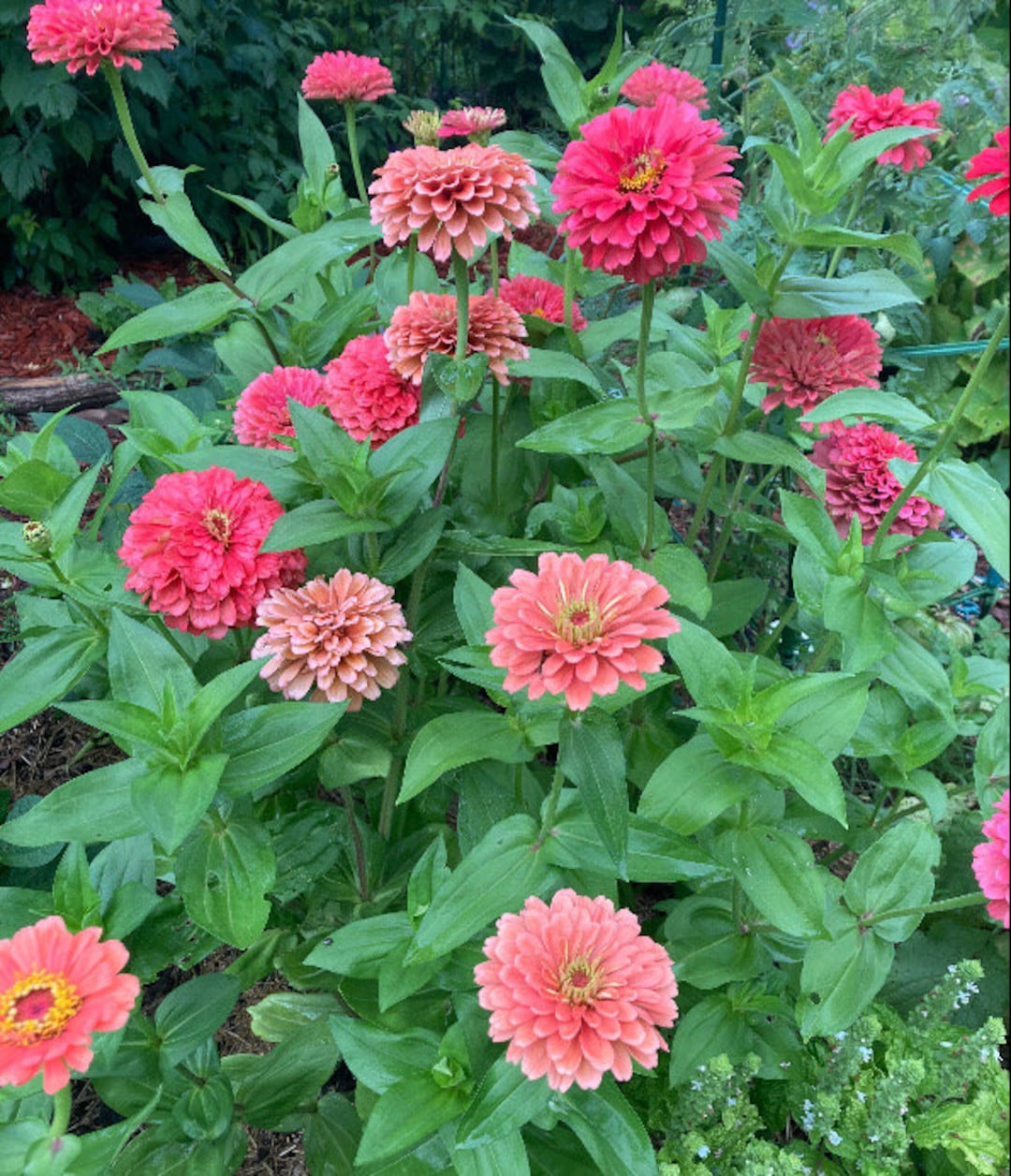 Garden Giant Zinnia Pink