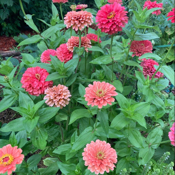 Pink Sunrise Mix Giant Zinnia Heirloom Flower Seeds