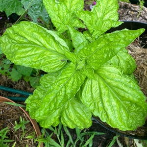 Lettuce Leaf Giant Basil Heirloom Herb Seeds image 2