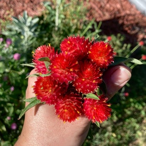 Strawberry Fields Red Gomphrena Globe Amaranth Flower Seeds