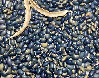 Nonna Agnes aka San Bernardo Blue Heirloom Pole Bean Seeds