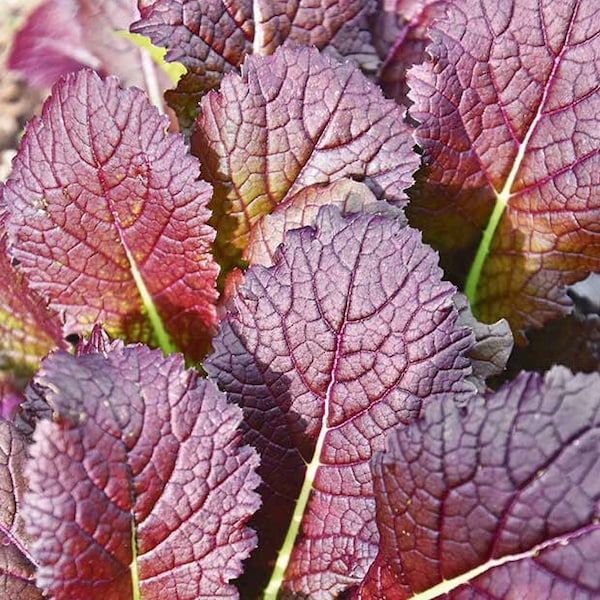 Japanese Giant Red Mustard Garden Vegetable Seed