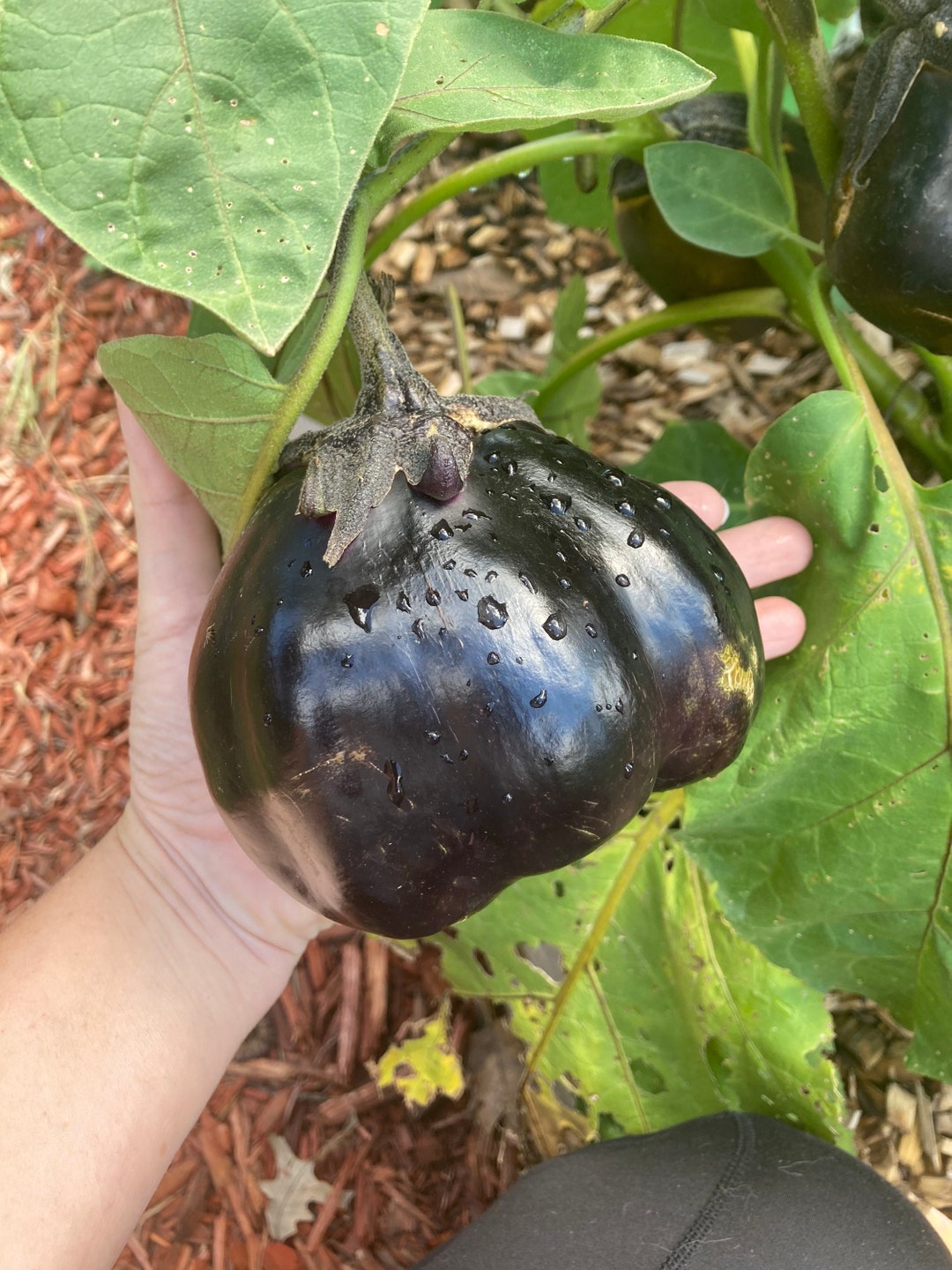 Mitoyo Japanese Black Eggplant Heirloom Vegetable Seeds Etsy