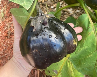 Mitoyo Japanese Black Eggplant Heirloom Vegetable Seeds