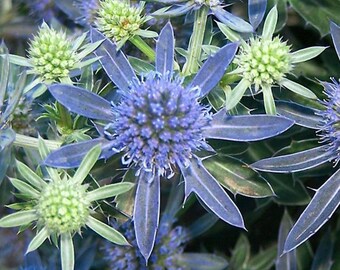 Eryngium Blue Sea Holly Heirloom Seeds