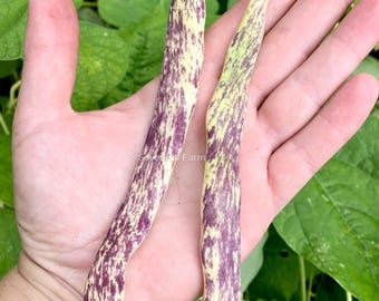 Puede incluir: Dos judías verdes largas y delgadas, moteadas de morado y blanco, sostenidas en una mano. Las judías miden unos 15 cm de largo.