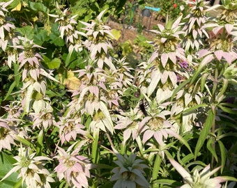 Yellow Spotted Bee Balm Monarda punctata Heirloom Perennial Wildflower Seeds