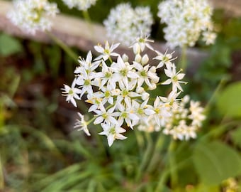 Garlic Chives Perennial Herb Vegetable Seeds